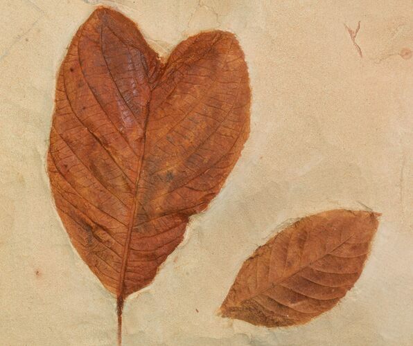 Two Detailed Fossil Leaves (Cyclocarya & Dyrana) - Montana #93665
